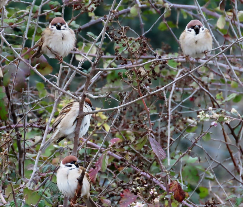 Eurasian Tree Sparrow